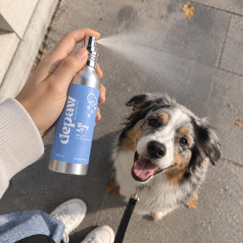 Mano che vaporizza Smog Off su un cane al guinzaglio durante la passeggiata in città